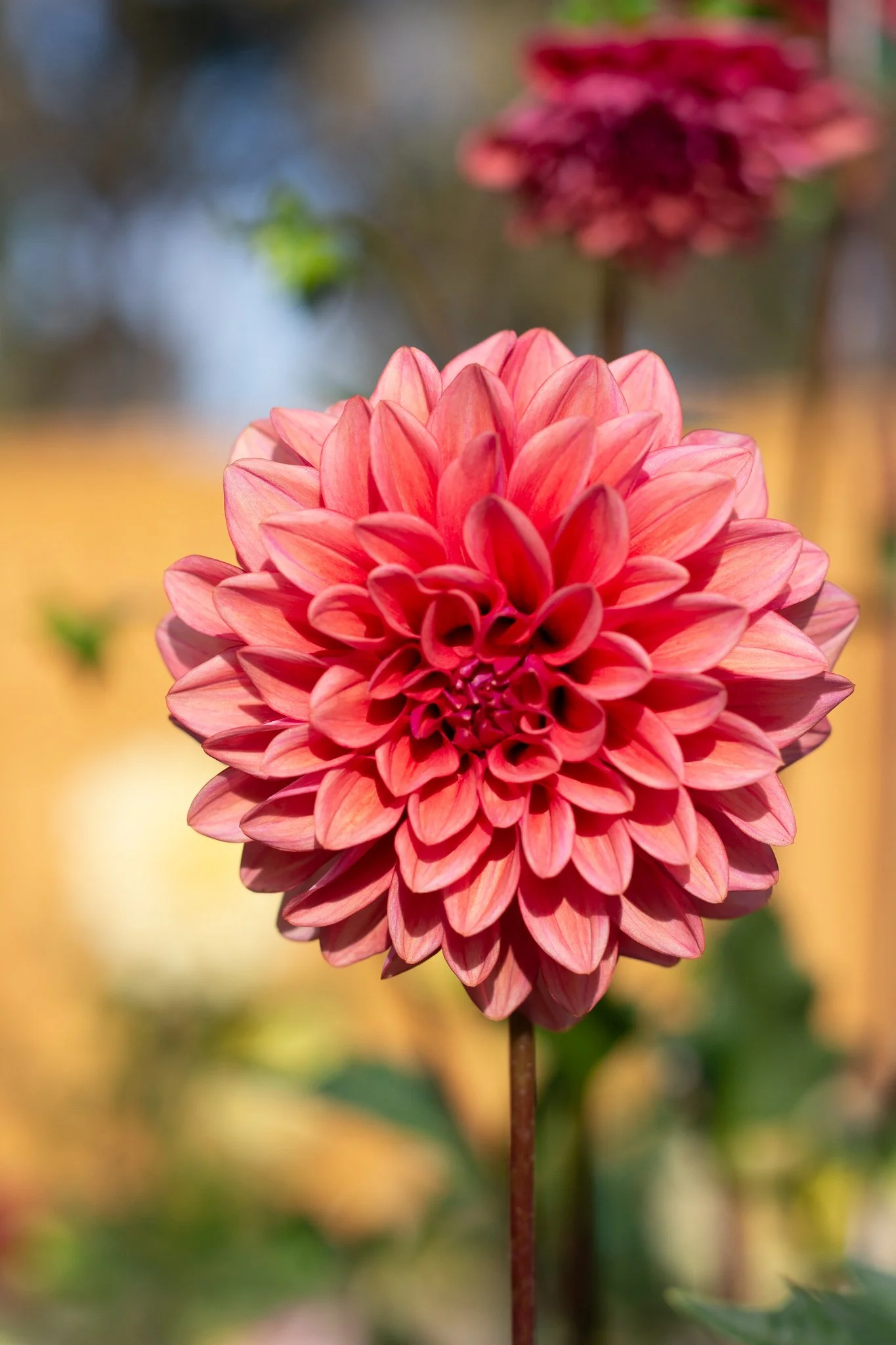 Dahlia : Mystique — ciderpress lane